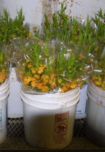 Photo of Sandersonia flowers in buckets.