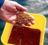 Photo of a handful of extracted seeds.