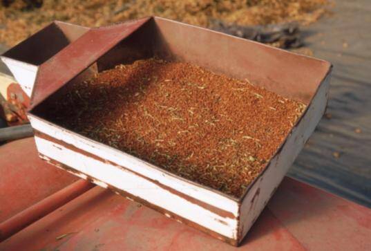 Photo of a tray of extracted seeds.