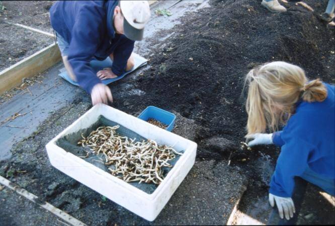 Photo showing the collection container full of tubers removed from the raised bed.