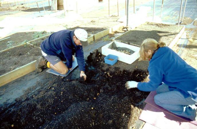 Photo of workers extracting tubers from a raised bed.