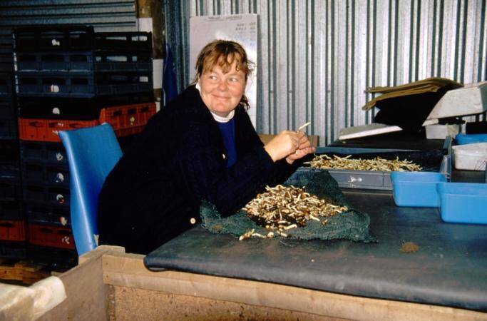 Photo of tubers being sorted by a technician.