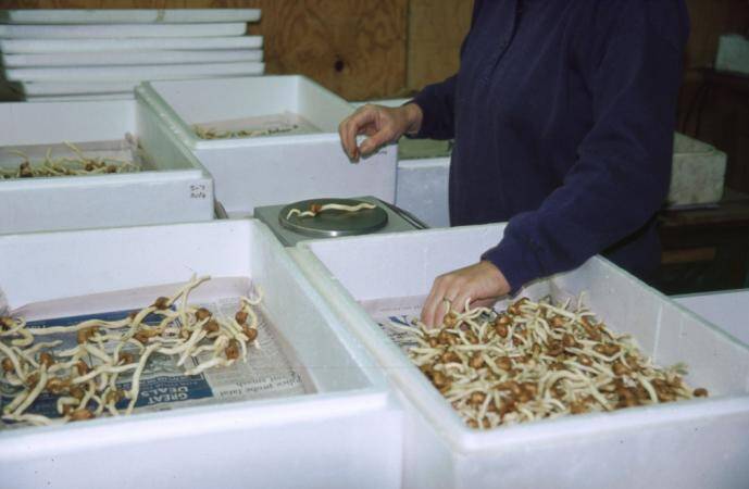 Photo of sorted tubers on a table.