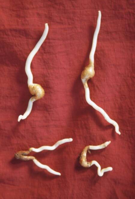 Photo of Sandersonia tubers.