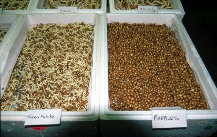 Photo showing bins of seed strike tubers next to marbles.