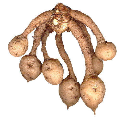 Photo of Cucurma stolons with tubers at the ends.