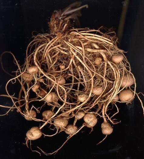 Photo of Phlomis roots with tubers.