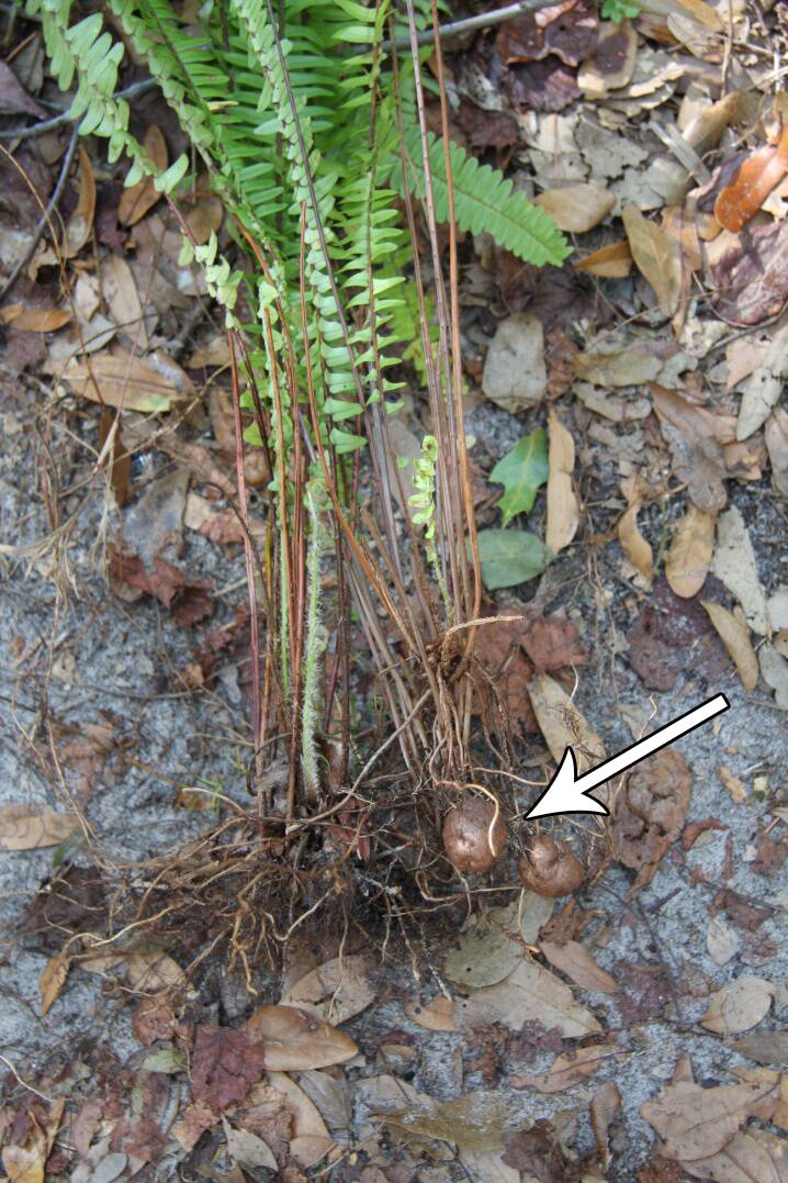 Photo of a Nephrolepis fern with it's tubers pointed out.