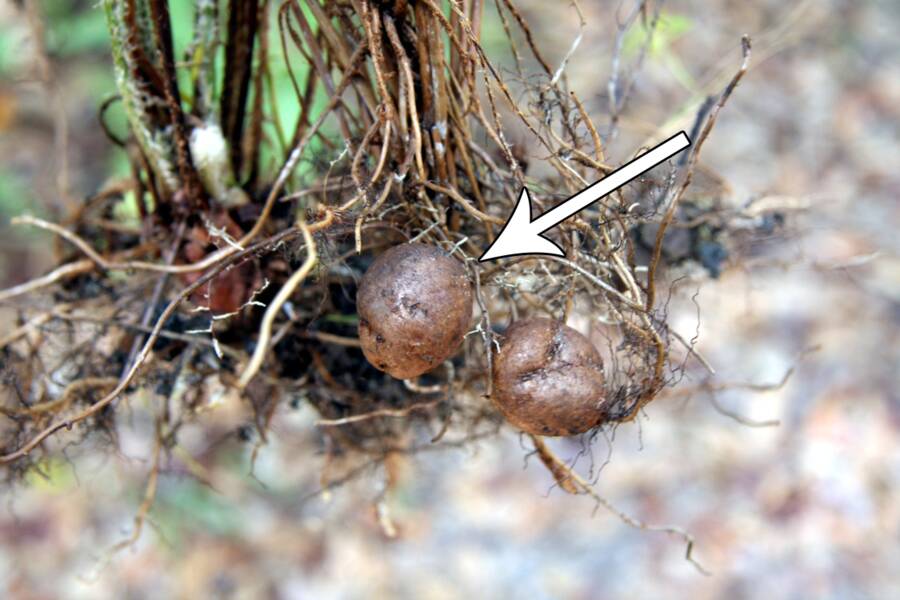 Photo of a Nephrolepis fern with it's tubers pointed out.