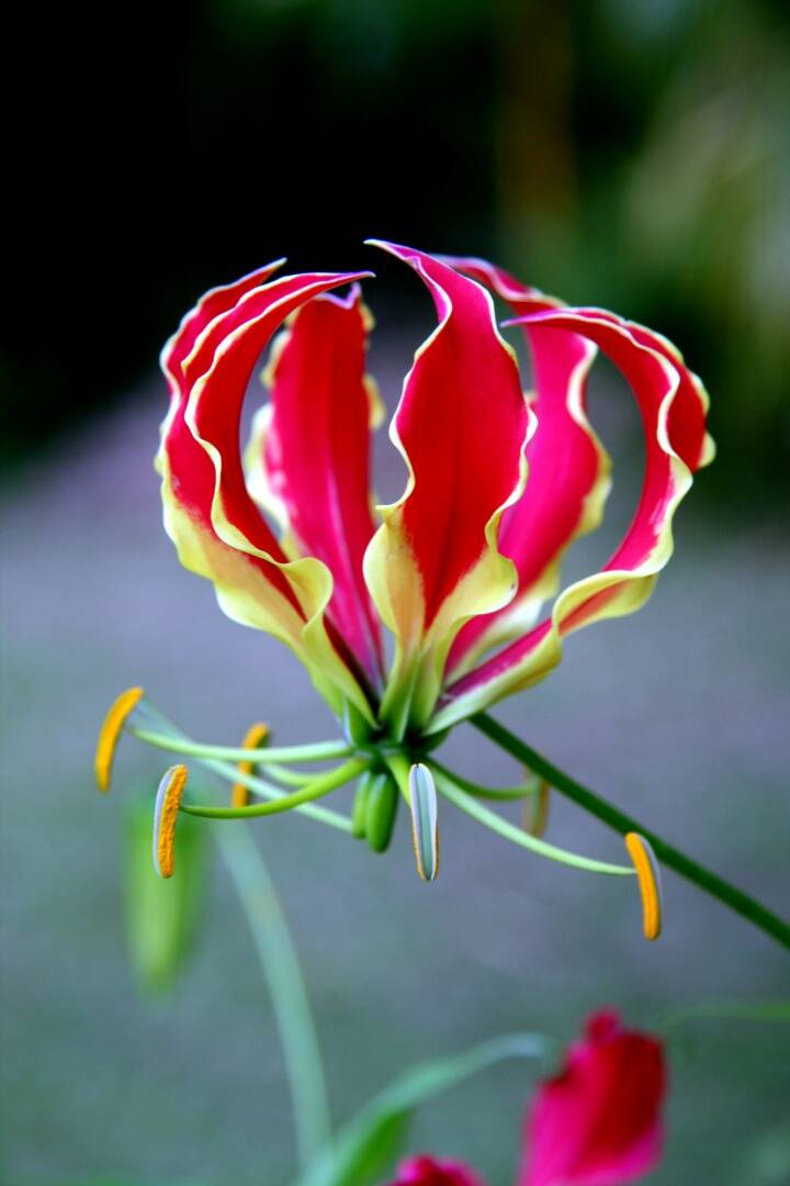 Photo of Gloriosa flower.