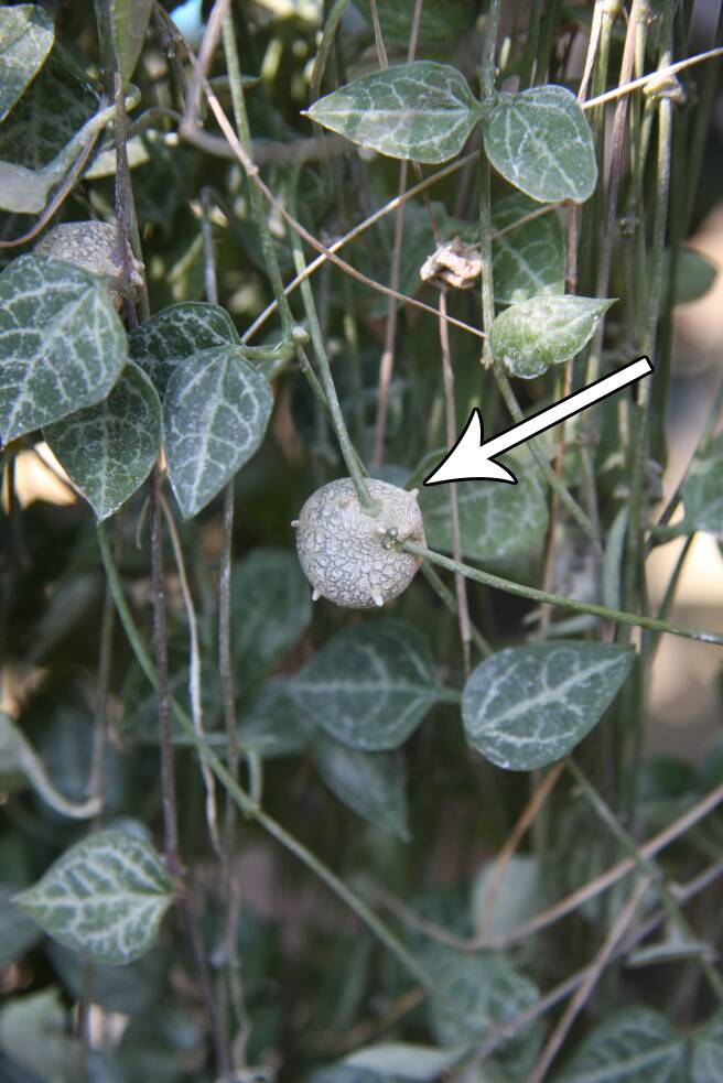 Photo pointing out a tubercle on a String-of-hearts plant.