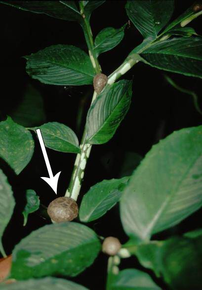 Photo pointing out a tubercle on a Devil's tongue plant.