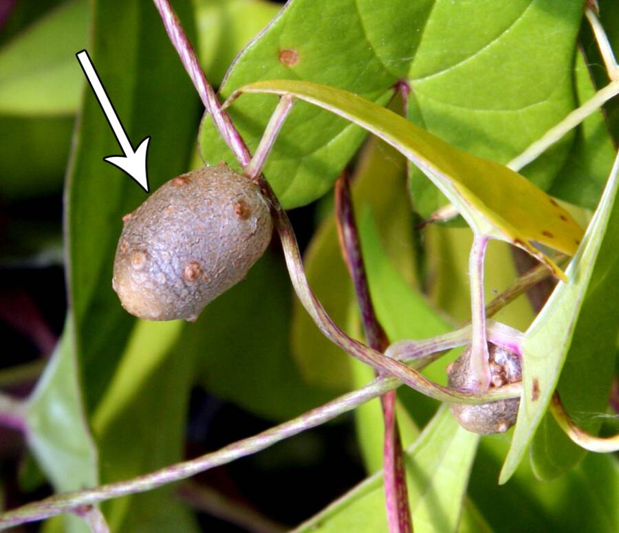 Photo of a Cinnamon vine pointing out the location of a tubercle.