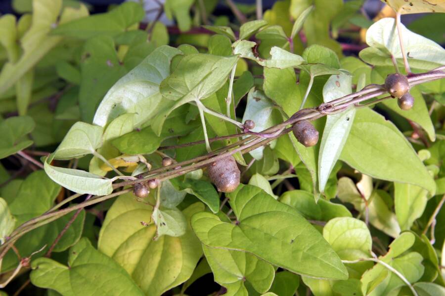 Photo showing tubercles growing on a plant.