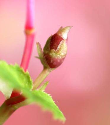 Close up photo of a hardy beonia aerial tuber.