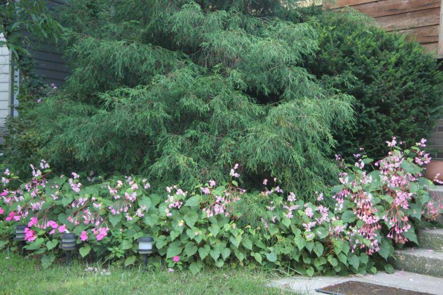 Photo of hardy begonia in a yard.