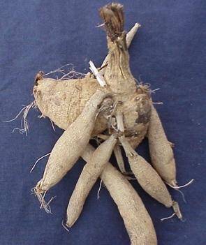 Photo of a tuberous root.