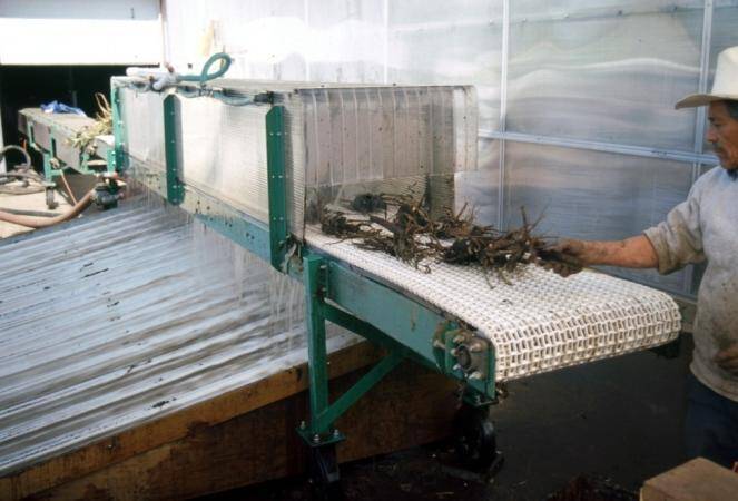 Photo of peony plants being fed by conveyor belt into a machine for washing them free of soil.