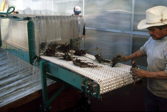 Second photo of peony plants being fed by conveyor belt into a machine for washing them free of soil.