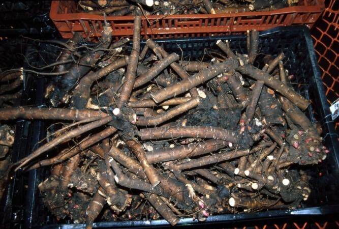 Photo showing a container full of divided tuberous roots.