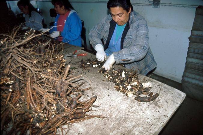 Photo of technicians dividing tuberous roots at a table.