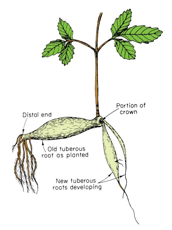 Illustration of a tuberous root, with the distal end, original tuberous root, new tuberous roots, and portion of crown identified.