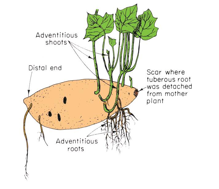 Illustration of a sweet potato with the distal end, adventitious shoots, adentitious roots, and scar where the tuberous root was detached from mother plant identified.