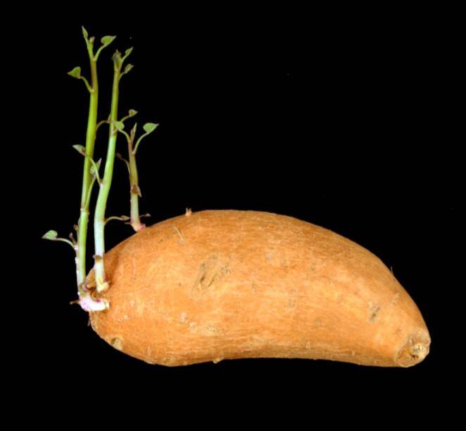Photo of a sweet potato with adventitious shoots emerging from it.