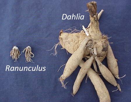 Photo with two examples of tuberous roots, Ranunculus, and Dahlia.
