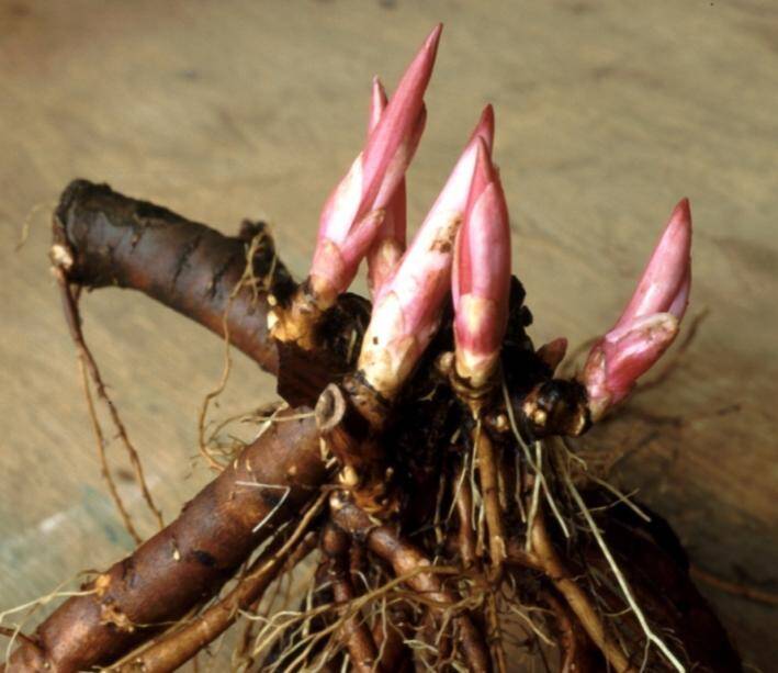Photo showing an example of the propagation of a peony tuberous root.