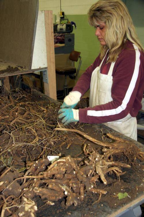 Photo of a technician dividing tuberous roots.