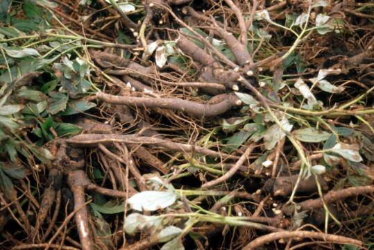 Photo of a pile of plants which are propagated by division of the tuberous roots.