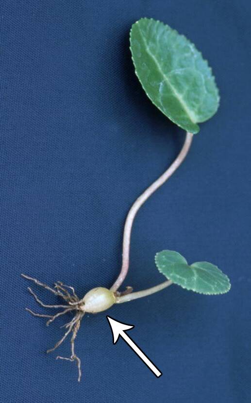 Photo of a Tuberous begonia seedling plant, with the tuber identified.