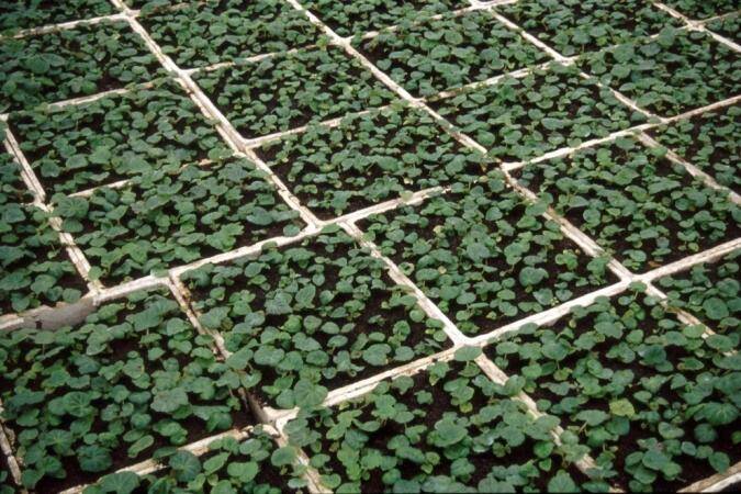 Photo of tuberous begonias in transport flats.