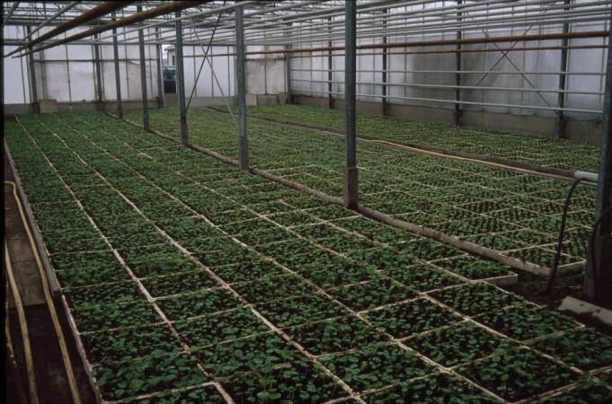 Photo of tuberous begonias in transport flats inside a greenhouse.