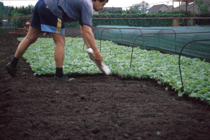 Photo of worker laying flats down in a field.