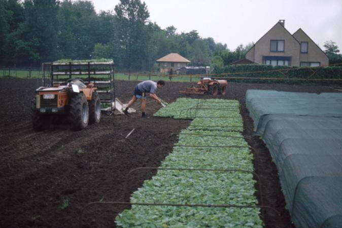 Photo of worker laying flats down in a field.