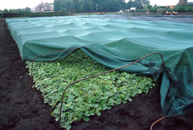 Photo of transplants in a field with shading partially pulled back to reveal plants.