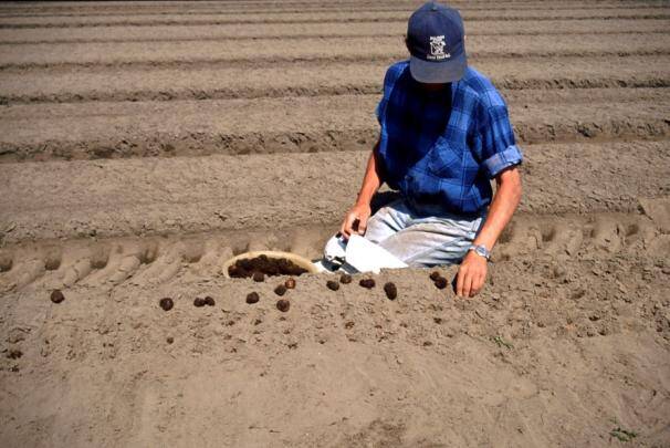 Photo of workers planting begonia tuberous stems in an outdoor field.