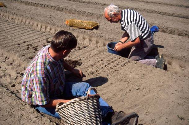 Photo of workers planting begonia tuberous stems in an outdoor field.