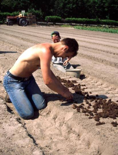 Photo of workers planting begonia tuberous stems in an outdoor field.