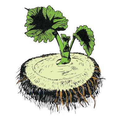 Illustration of a Tuberous begonia seedling plant.