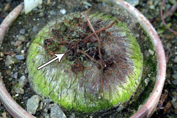 Photo identifying the vegetative buds forming on the upper end of a tuberous stem crown.