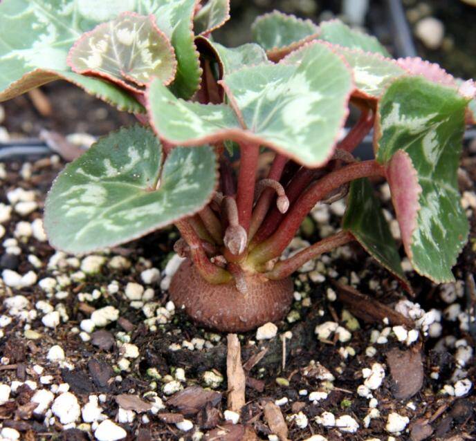 Detail photo of a Cyclamen flower plant, with the tuberous stem partially showing out of the soil.