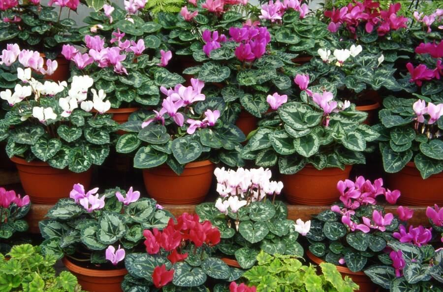 Photo of Cyclamen flowers in pots.