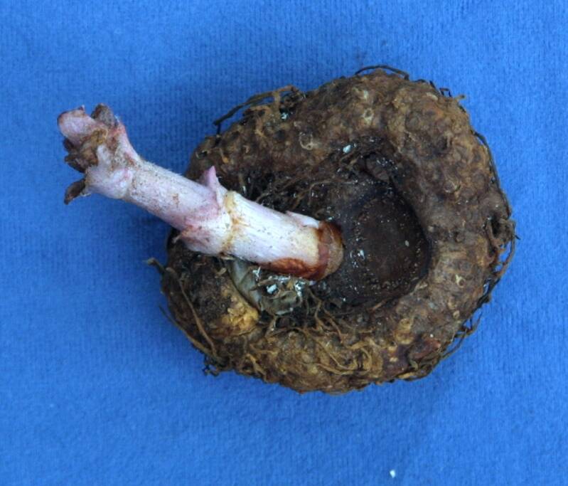 Photo of a Begonia xtuberhybrida tuberous root with a shoot emerging.