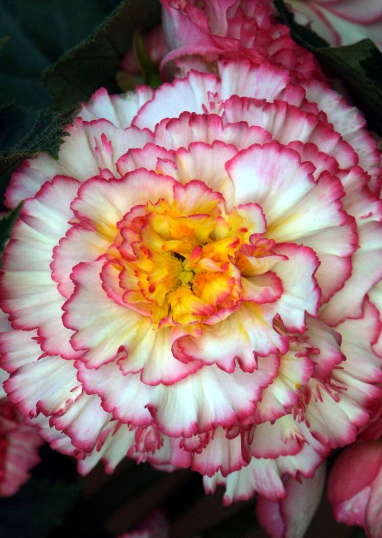 Photo of a Begonia xtuberhybrida flower.