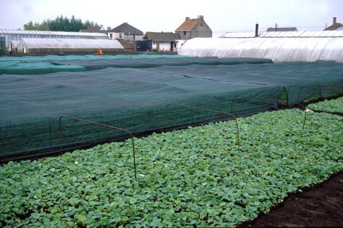 Photo of partially covered field of tuberous begonia plants.