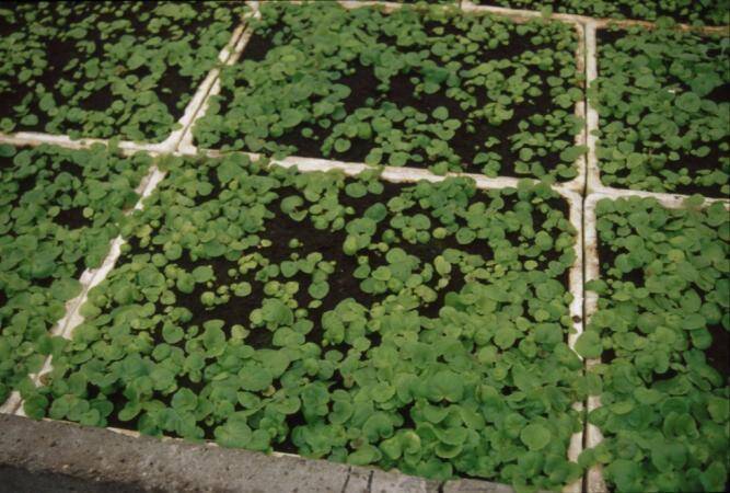 Photo of tuberous begonia seedlings in Styrofoam trays.