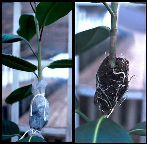 Photo showing air propagation technique with developing roots inside plastic bag, and with bag removed.